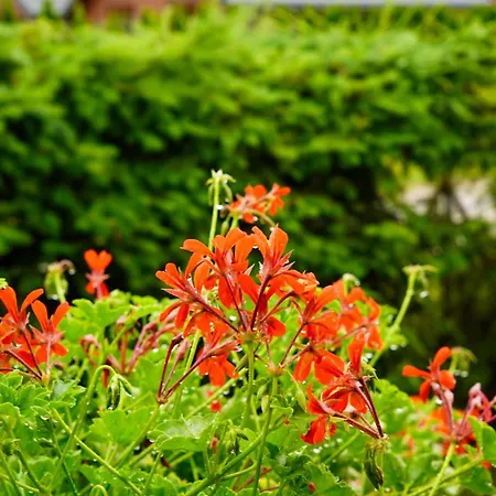 Sielanka * ルシノボ