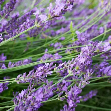 Sielanka ルシノボ