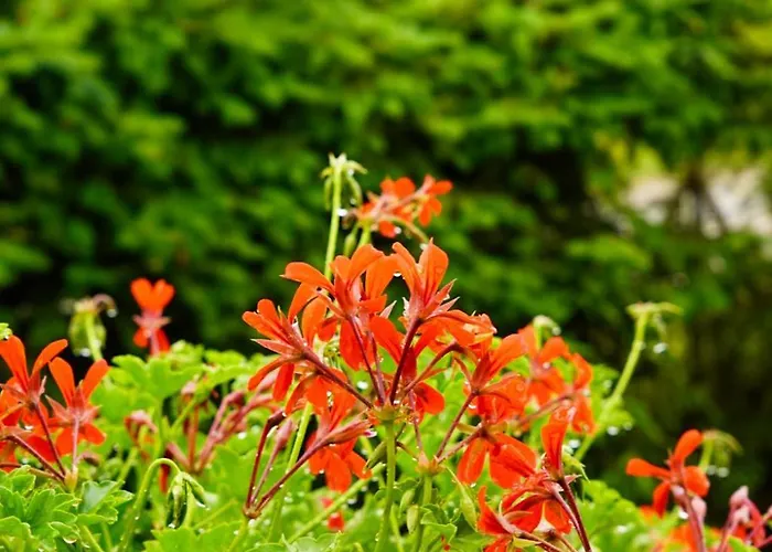 Sielanka * Rusinowo (Slawno)