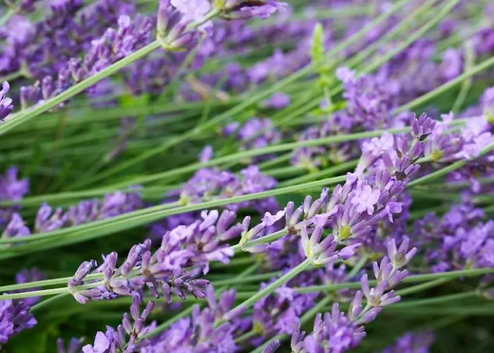 Sielanka Rusinowo (Slawno)